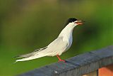 Forster's Tern